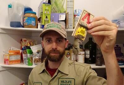 Greenville rodent trapping