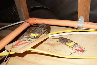 rodent trapping