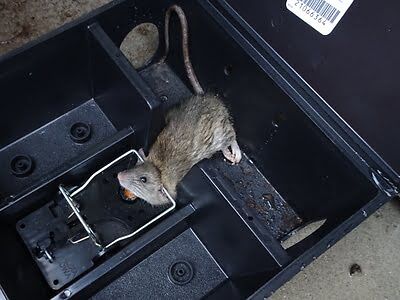 rodent trapping